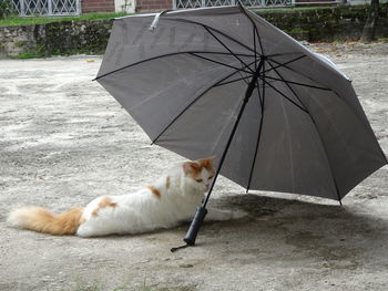 Cat relaxing on rainy day