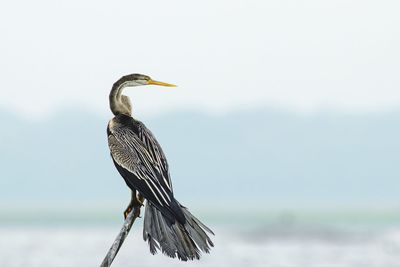 Side view of a bird perching on a land