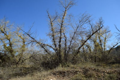 Bare trees on landscape against clear blue sky