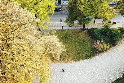 High angle view of plants growing in garden