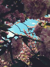 Low angle view of flowers on tree