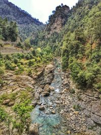 Scenic view of river in forest