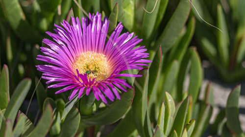 An insect is attracted to a vividly colored flower on a sunny day