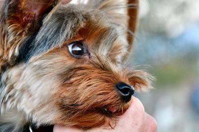 Close-up of dog looking away