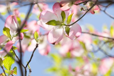 Close-up of pink cherry blossoms in spring