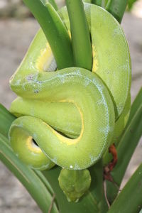 Close-up of green lizard