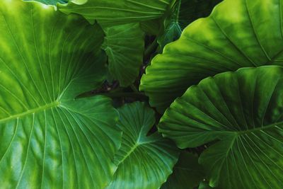 Full frame shot of leaves