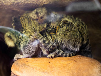 Close-up of monkey sitting outdoors
