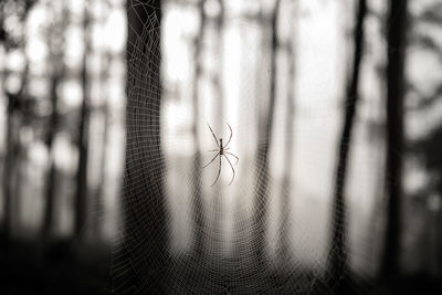 Close-up of spider on web