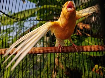 Close-up of bird perching in cage