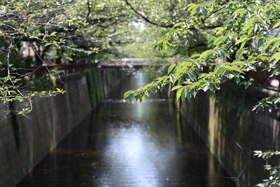 Close-up of wet plants by trees