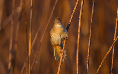 Close-up of bird perching on branch