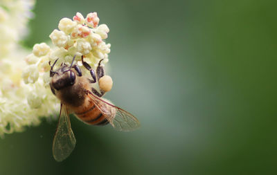 Close-up of insect on flower