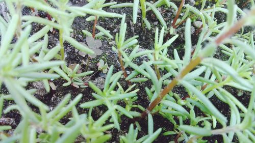 Full frame shot of plants