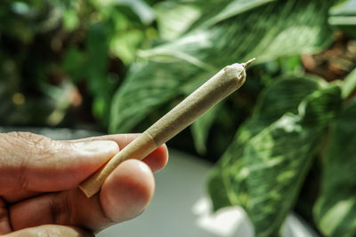 Cropped hand of person holding plant