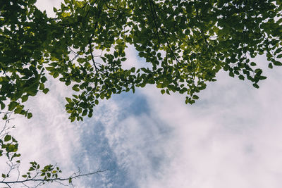 Low angle view of tree against sky