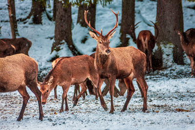 View of deer on snow covered land