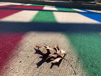 High angle view of maple leaves on road