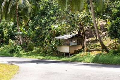 Road by trees