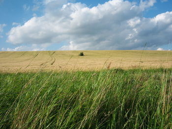Scenic view of wheat field against sky