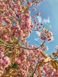 Low angle view of pink flowers blooming on tree