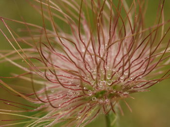 Close-up of raindrops on pink flower