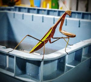 Grasshopper on wall