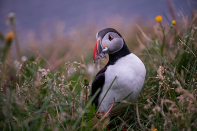 Puffin perching on field