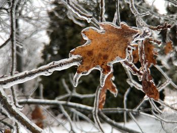 Close-up of dry leaf on snow covered land