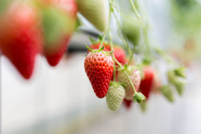 Close-up of strawberry growing on plant