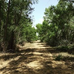 Road passing through forest