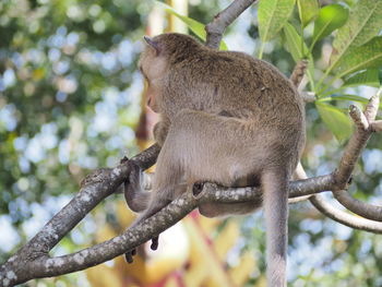 Low angle view of monkey on tree
