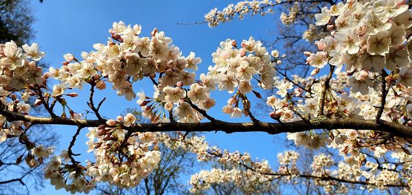 Low angle view of cherry blossoms against blue sky