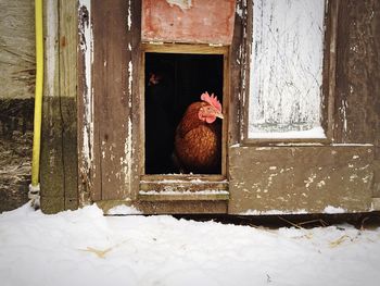 Hen in chicken coop during winter