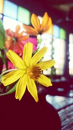 Close-up of yellow flowers