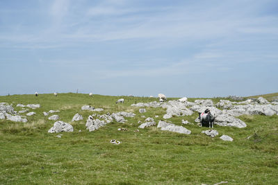 Scenic view of grassy field against sky