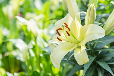 Close-up of yellow lilies