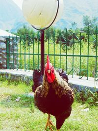 Close-up of rooster on field