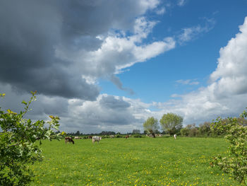 Scenic view of field against sky