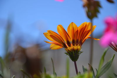 Close-up of orange flower against blurred background