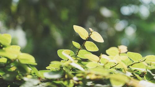 Close-up of fresh green leaves