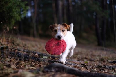 Dog playing with toy in forest