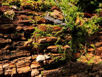 Moss growing on rock