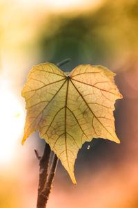 Leaf wallpaper 