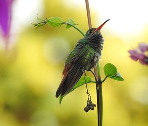 Close-up of bird perching on flower