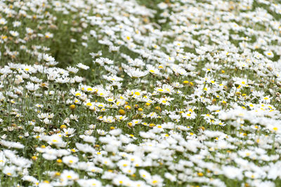 Close-up of white flowers blooming in field