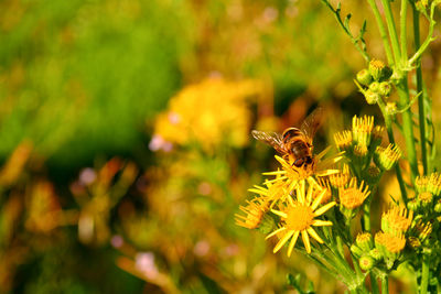 Close-up of bee pollinating on yellow flower