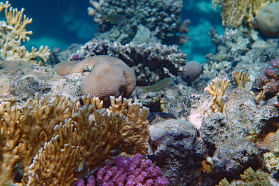 View of coral in sea