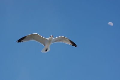 Low angle view of seagull flying in sky