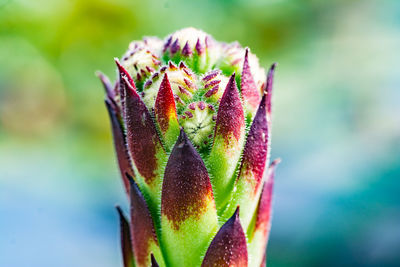 Close-up of succulent plant